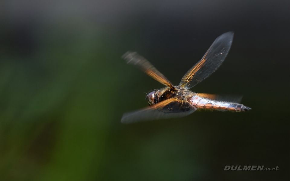 Black-tailed skimmer (male, Orthetrum cancellatum)